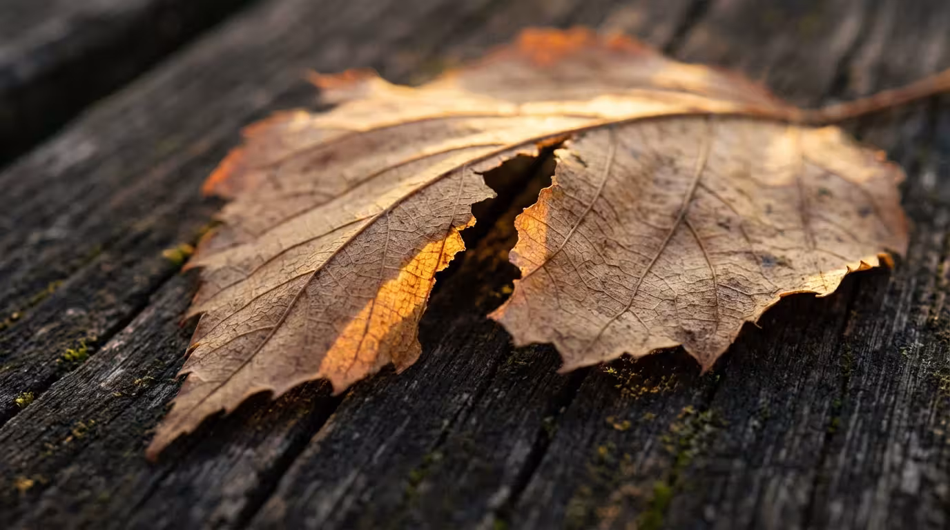Close-up macro photo of a torn autumn leaf illuminated by golden hour light.